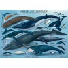 Whales and Dolphins, Puzzle, 1000 Pcs