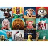 Funny Animals - Puzzle Eurographics 6000-5524